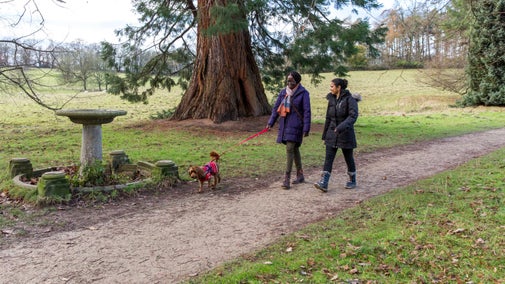 Two people walking the Short Walk through woodland at Kedleston Hall, Derbyshire
